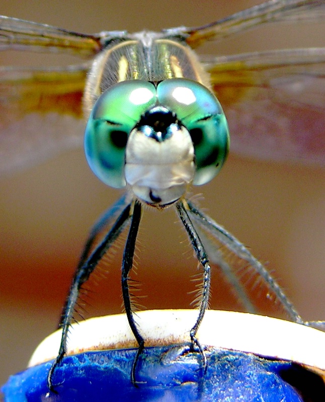 Bug-eyed 2
