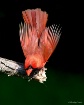 Cardinal Directio...