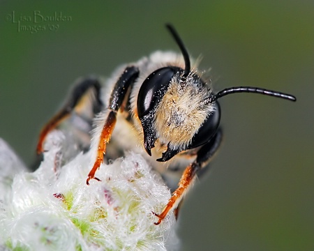 The Pollenator