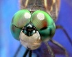 Bug-eyed 3