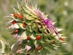 Musk Thistle 