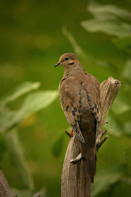 Mourning Dove