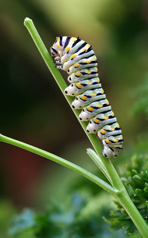 Yum . . . Parsley