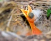 Bird Eye View