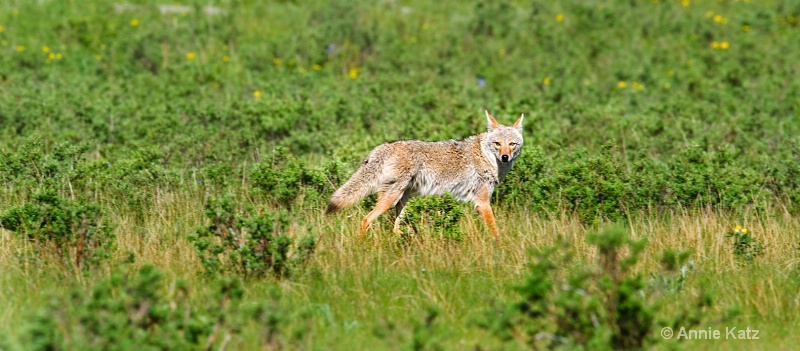 coyote - ID: 8601163 © Annie Katz
