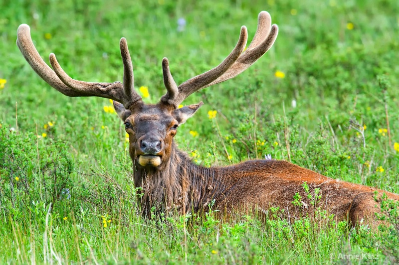 male elk in flowers - ID: 8601206 © Annie Katz