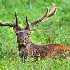 © Annie Katz PhotoID # 8601206: male elk in flowers