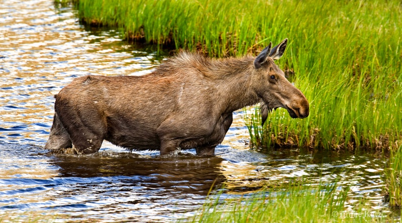 moose in pond - ID: 8601219 © Annie Katz