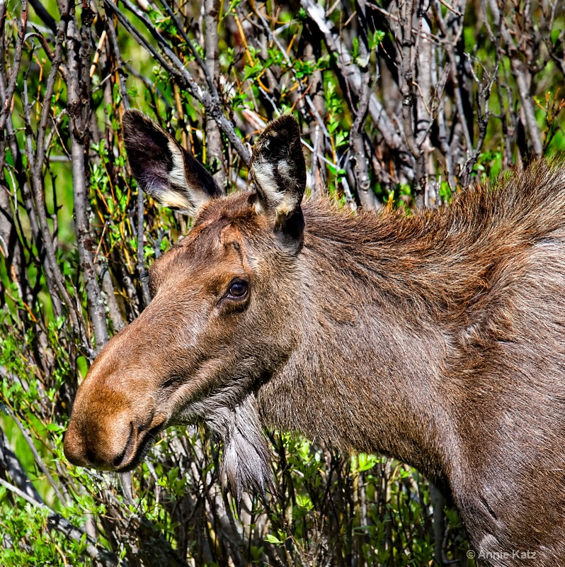 moose in the bushes - ID: 8601224 © Annie Katz