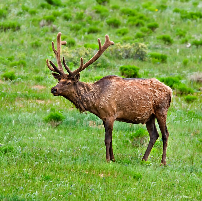 springtime elk - ID: 8601245 © Annie Katz