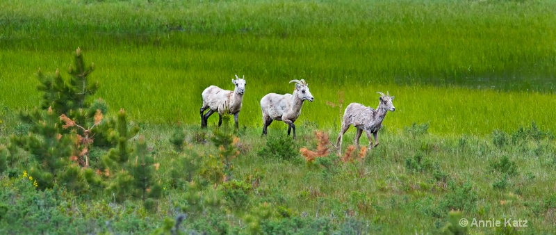 three bighorn sheep - ID: 8601253 © Annie Katz