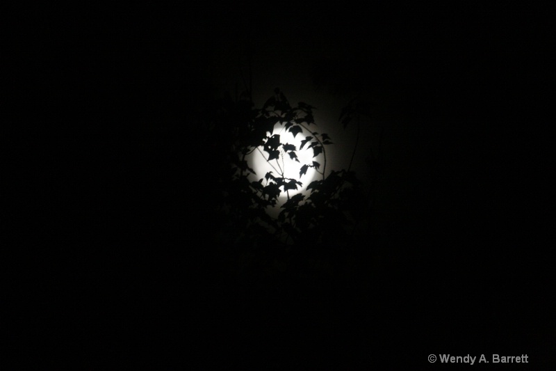 Moon in leaves - ID: 8601254 © Wendy A. Barrett