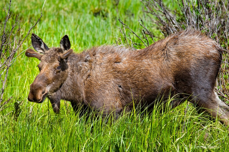 young male moose - ID: 8601258 © Annie Katz