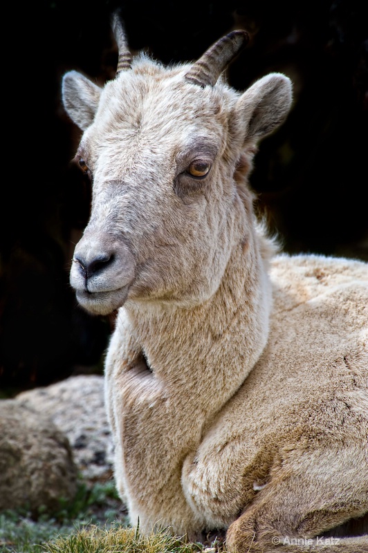 baby bighorn sheep - ID: 8601420 © Annie Katz