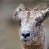 © Annie Katz PhotoID # 8601433: bighorn face tif