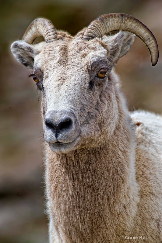 bighorn sheep - ID: 8601437 © Annie Katz