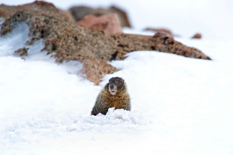 marmot at mt evans - ID: 8601463 © Annie Katz