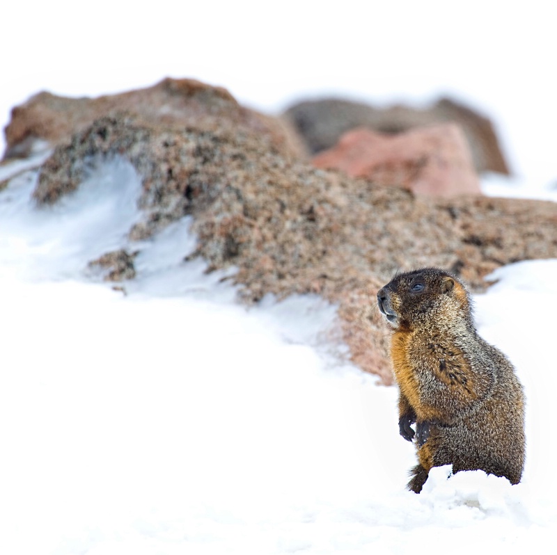 standing marmot - ID: 8601509 © Annie Katz