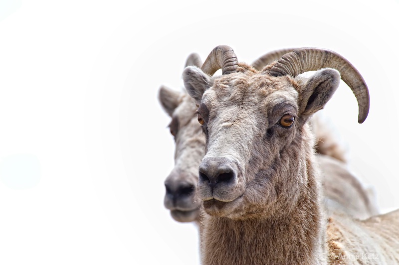 twin bighorn sheep - ID: 8601530 © Annie Katz