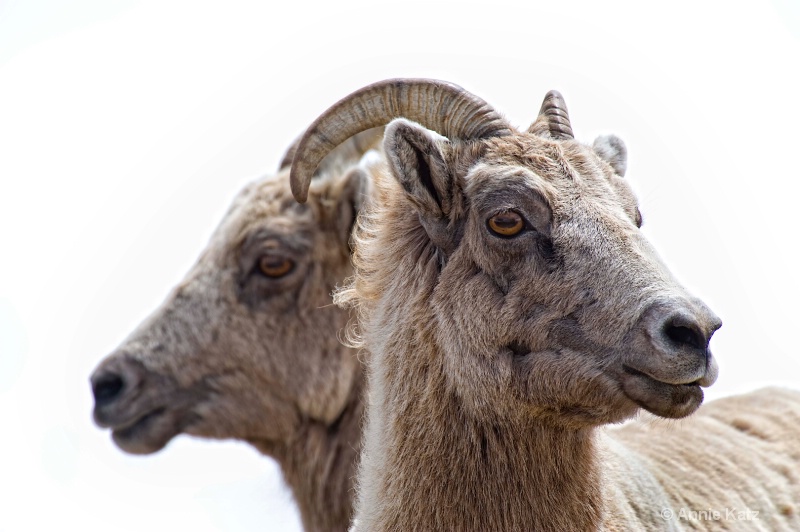 twins - ID: 8601536 © Annie Katz