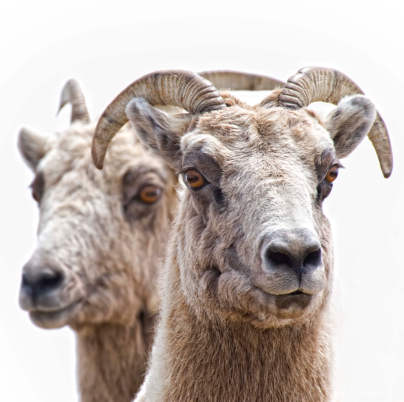 two bighorn sheep - ID: 8601539 © Annie Katz
