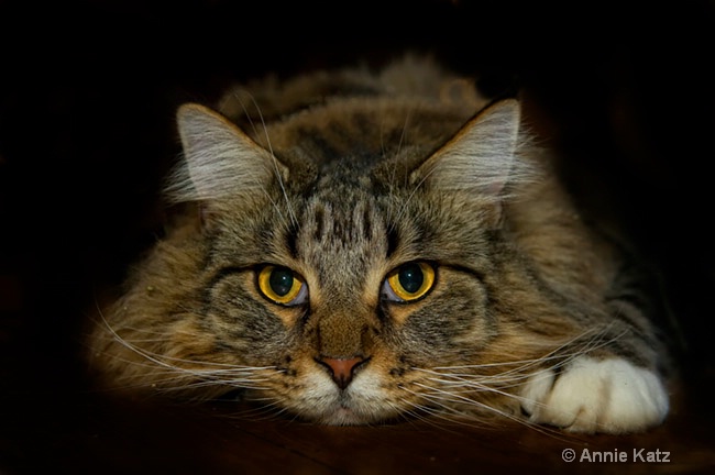 cooncat - ID: 8601596 © Annie Katz