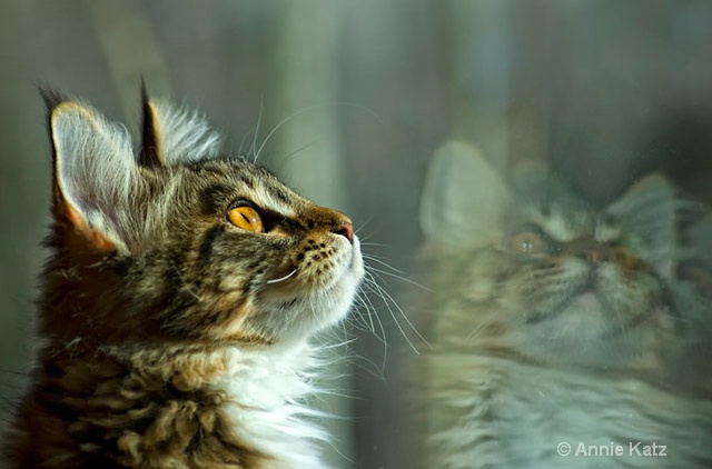 reflections - ID: 8601599 © Annie Katz
