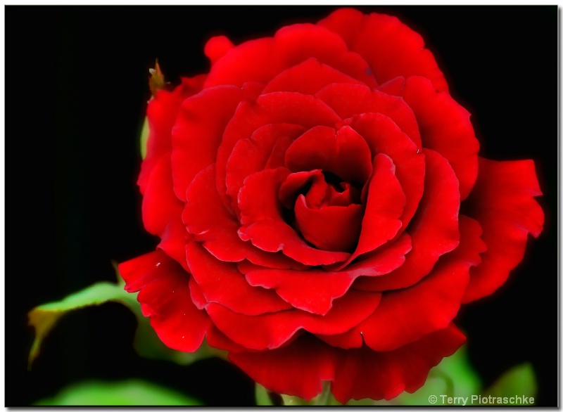 A Rose For You - ID: 8601709 © Terry Piotraschke