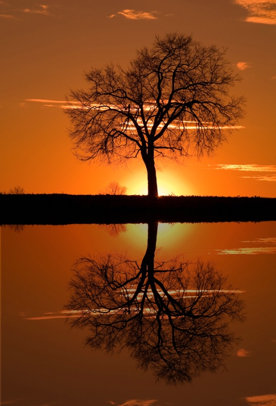 Monocacy Sunset Tree Reflection - ID: 8602012 © Don Johnson