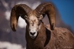 BIghorn Sheep Ram