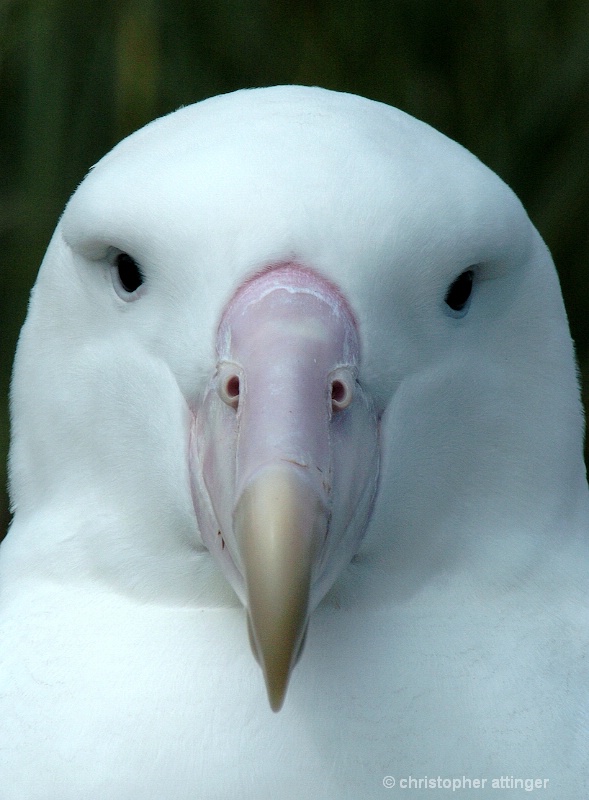 dsc 0037 wandering albatross head - ID: 8603633 © Chris Attinger
