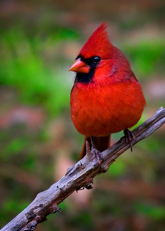 Beauty in Red