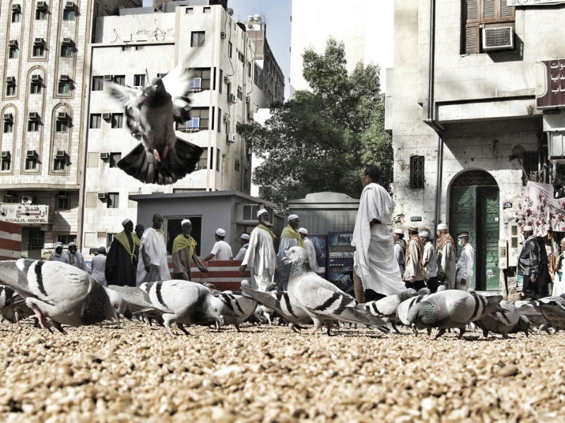pigeons square