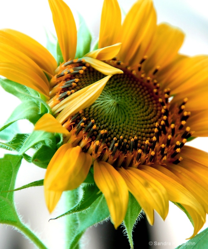 Sunflower Salute - ID: 8604751 © Sandra K. StJohn