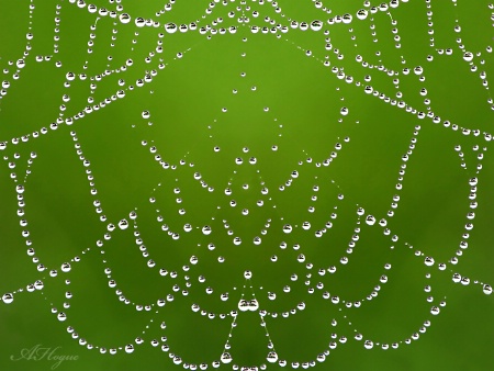 Morning Jewels