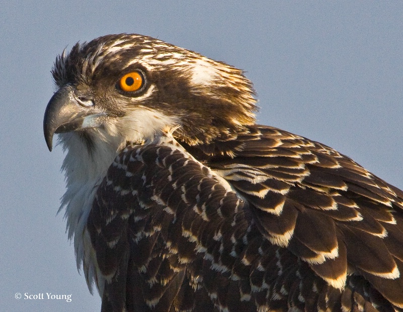 Osprey Chick; Poquoson, VA - ID: 8605212 © Richard S. Young