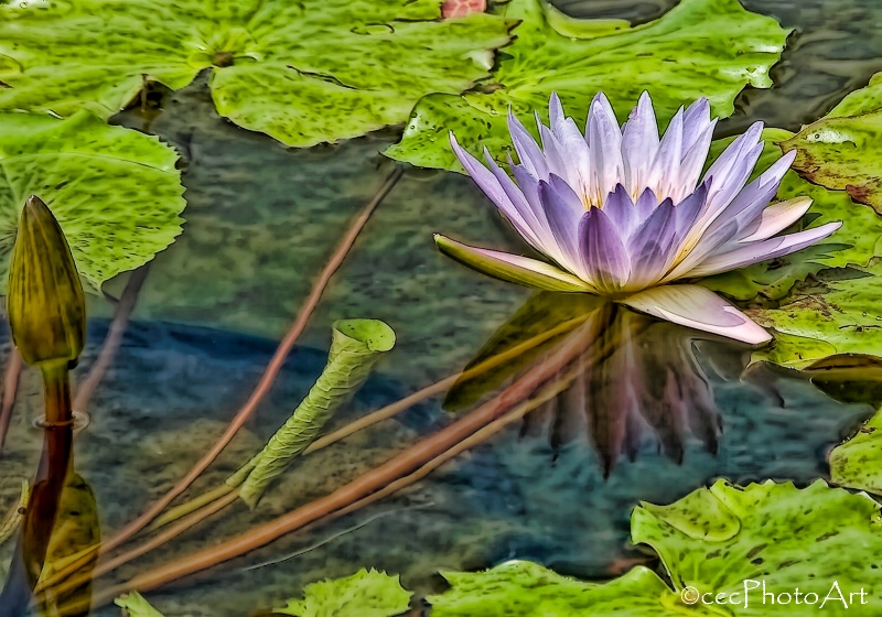 Lavender Waterlily