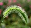 Grass Plume