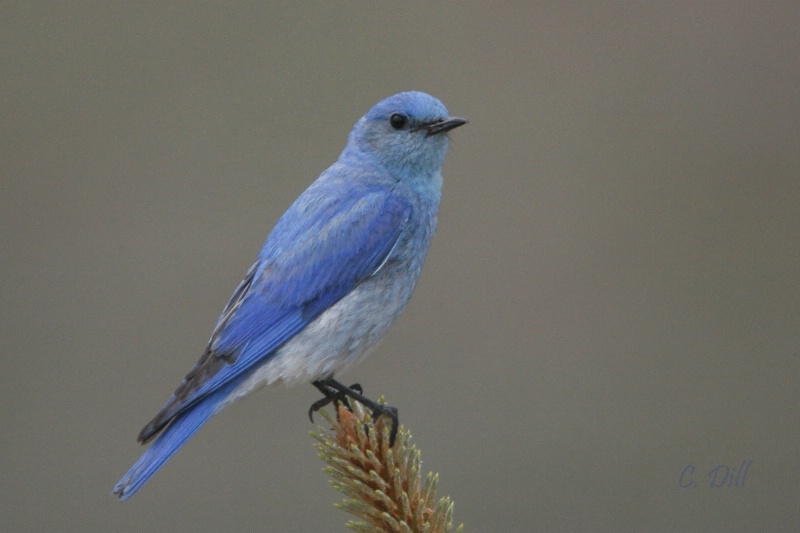 Moutain Bluebird (Male)