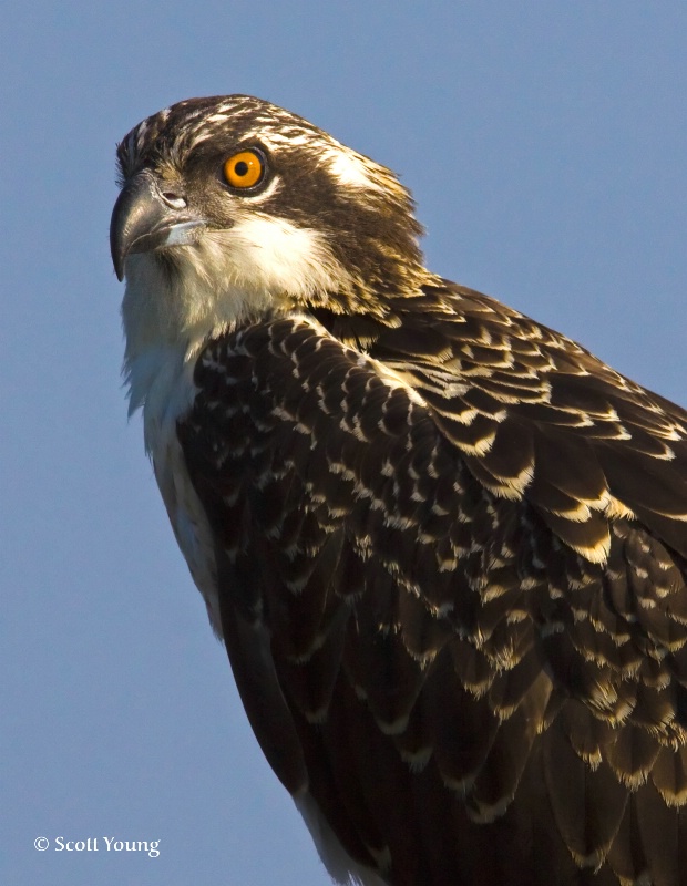 Osprey Chick Two; Poquoson, VA - ID: 8606366 © Richard S. Young