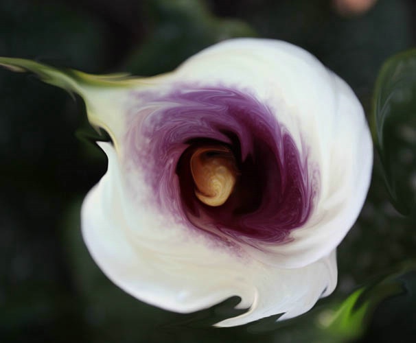 Calla Swirl