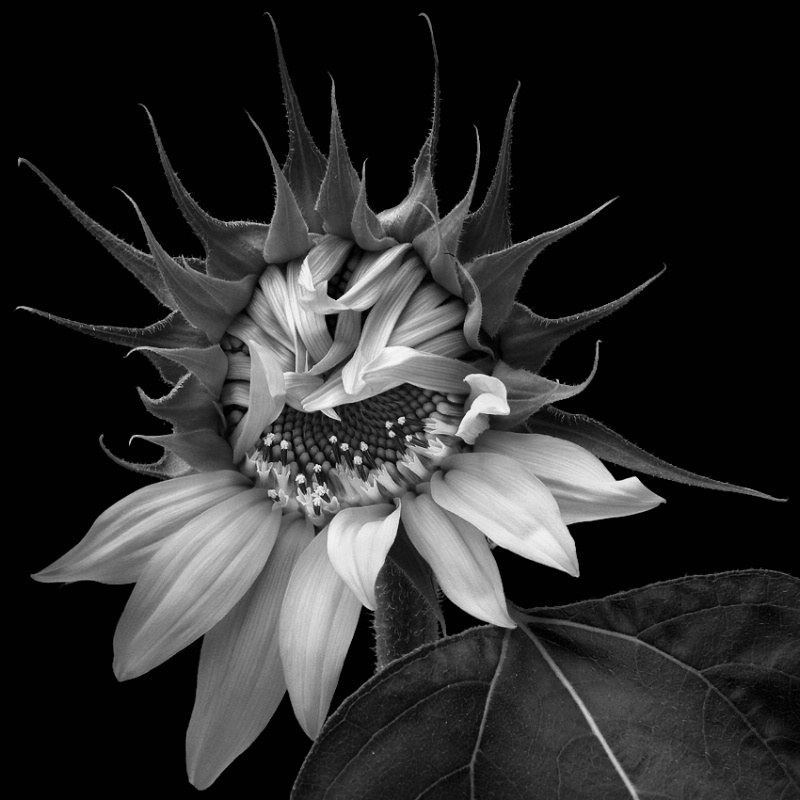Bashful Sunflower