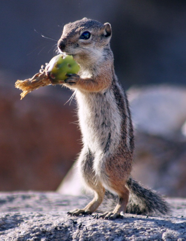 Harris Antelope Squirrel  - ID: 8606735 © Patricia A. Casey