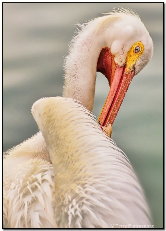 Pelican Preening - ID: 8609354 © Terry Piotraschke