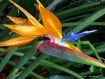 ~Bird of Paradise...
