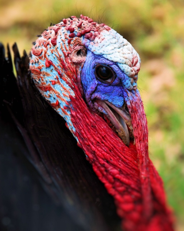 Let's Talk Turkey