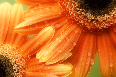 Daisies and Drops