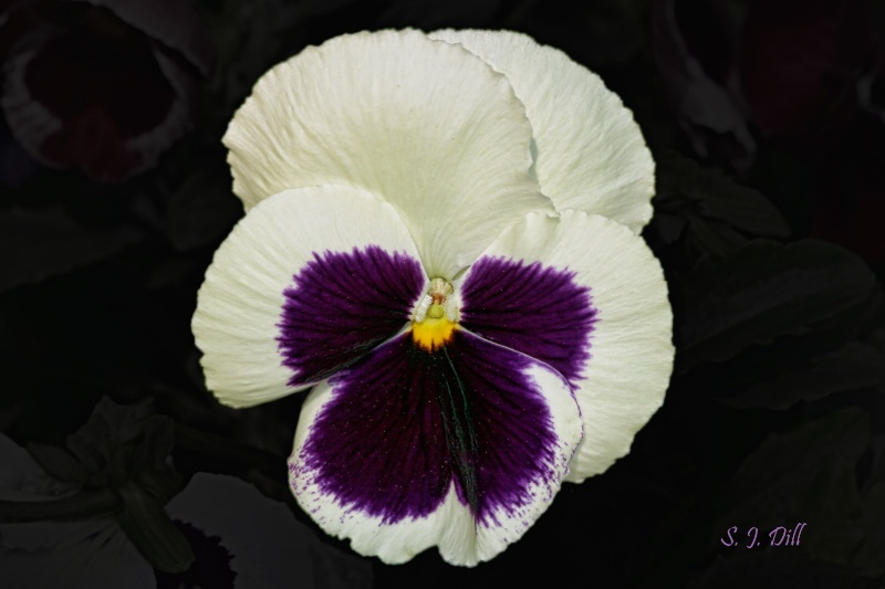 Mother's Pansy