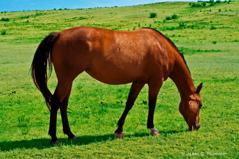 High Plains Horse