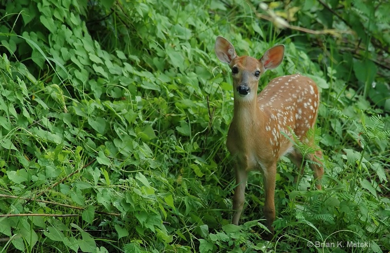 Lonely Fawn